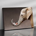 Baby Elephant Trunk