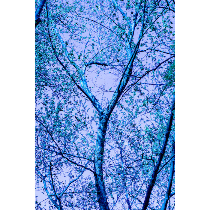 Blue Branching