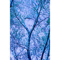 Blue Branching
