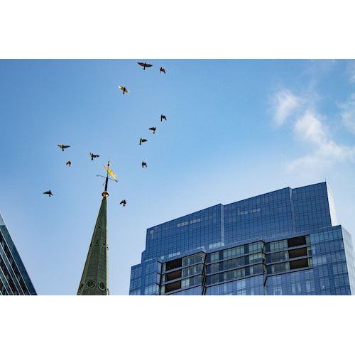 Flocking Birds