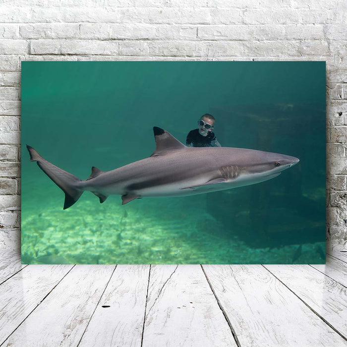 Swimming Shark