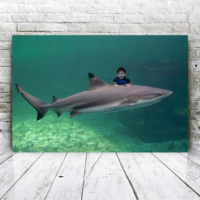 Swimming Shark