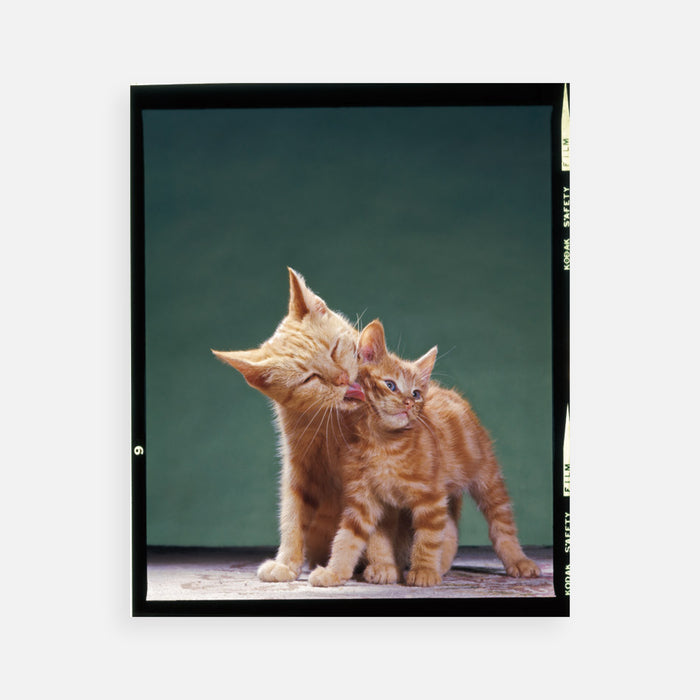 Walter Chandoha: Precious Washing Her Kitten, 1965