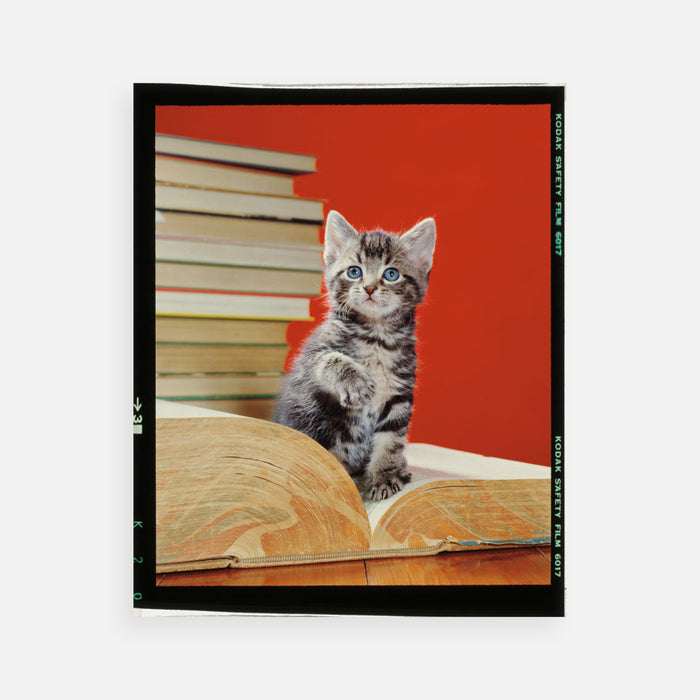 Walter Chandoha: Tabby Kitten Checking the Dictionary, 1980