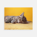 Walter Chandoha: Tabby Kitten Sleeping, 1973